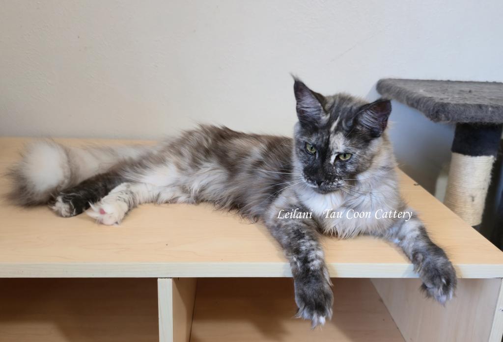 Leilani Black Smoke Tortie