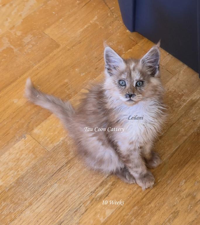 Leilani Black Smoke Tortie photo 86