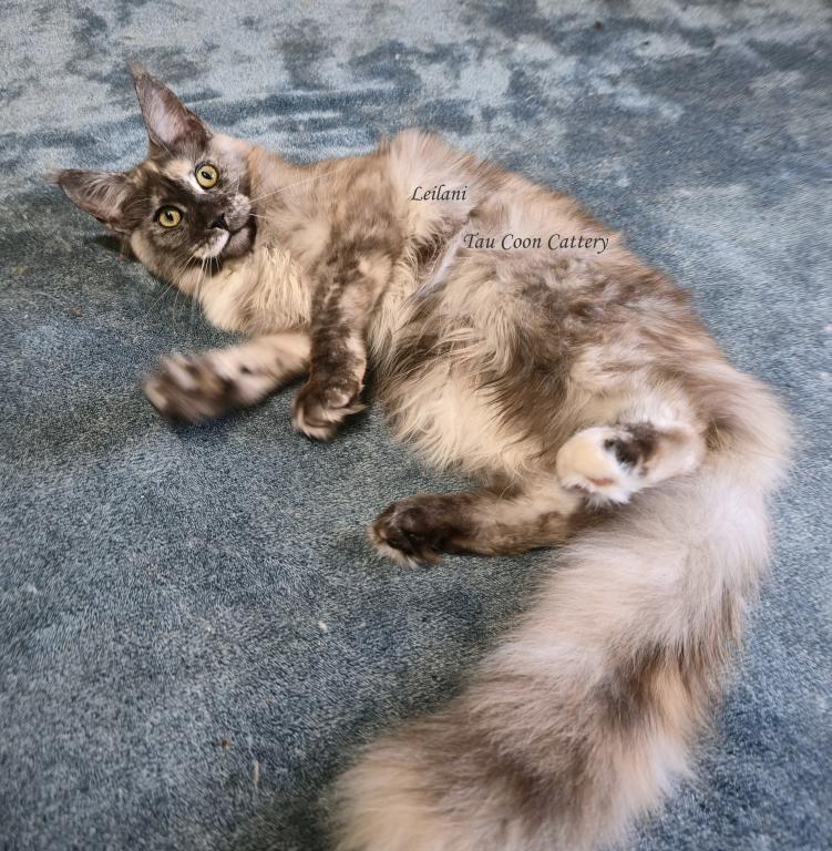 Leilani Black Smoke Tortie photo 13
