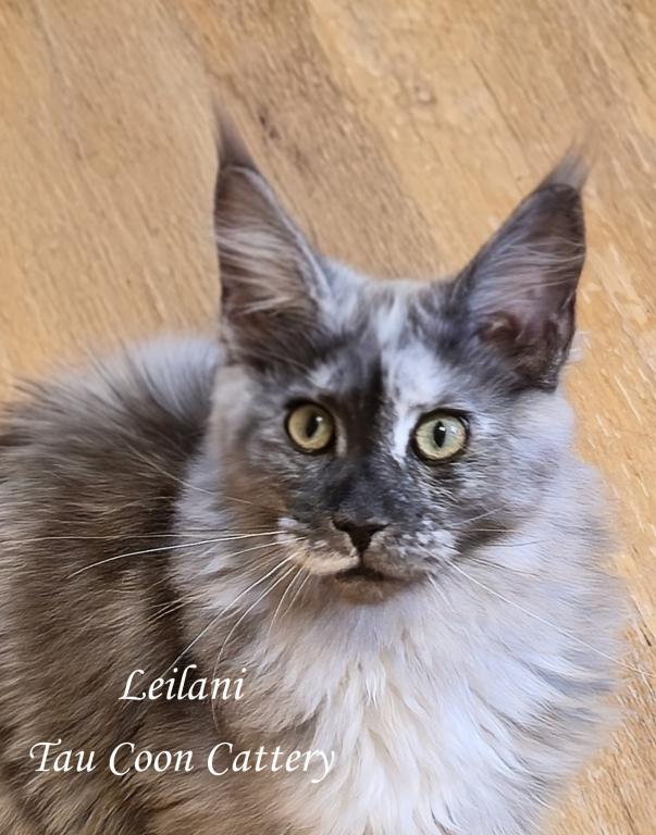 Leilani Black Smoke Tortie