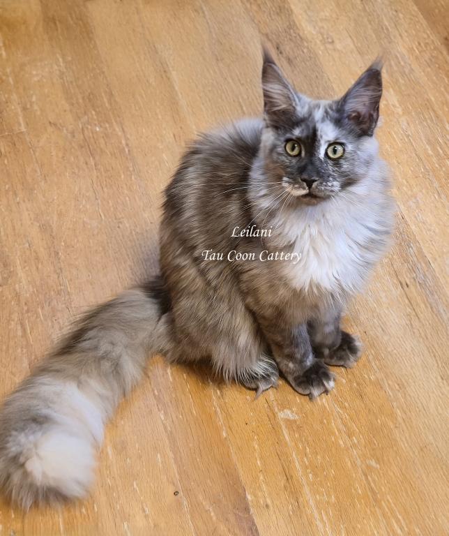 Leilani Black Smoke Tortie photo 26