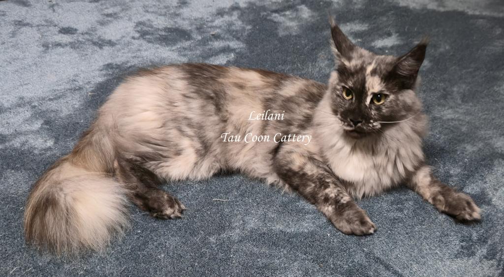 Leilani Black Smoke Tortie photo 16