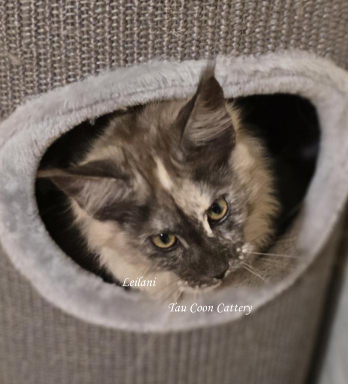 Leilani Black Smoke Tortie photo 37