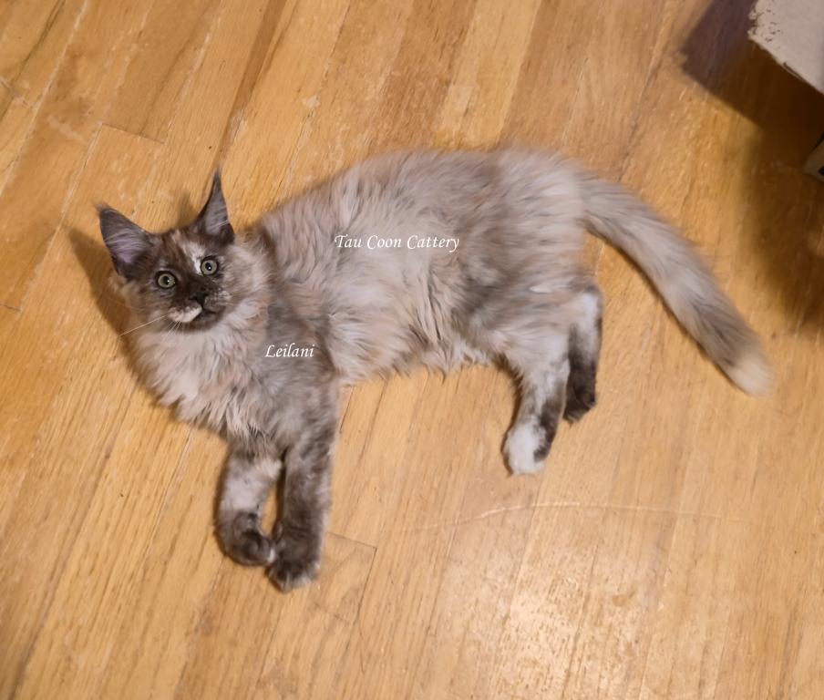 Leilani Black Smoke Tortie photo 53