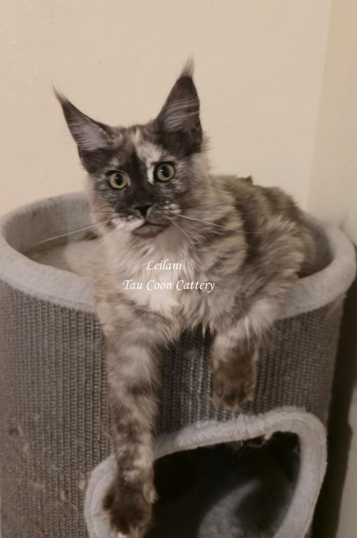 Leilani Black Smoke Tortie photo 32