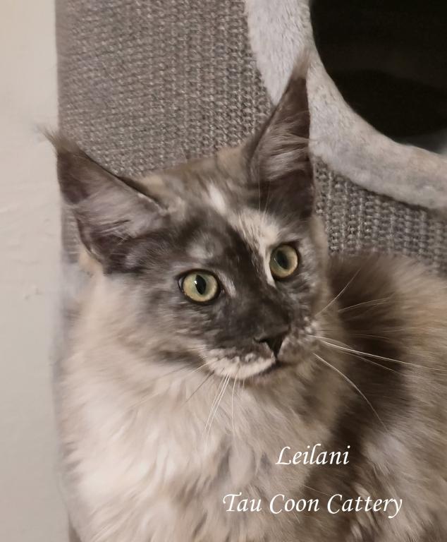 Leilani Black Smoke Tortie photo 21