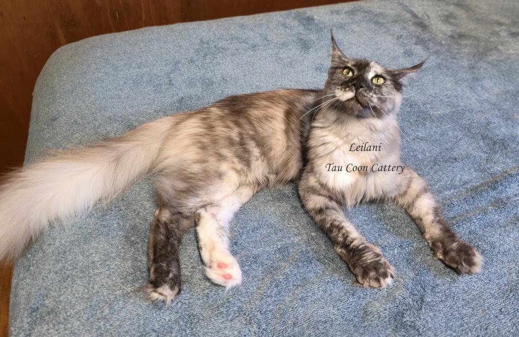 Leilani Black Smoke Tortie photo 20