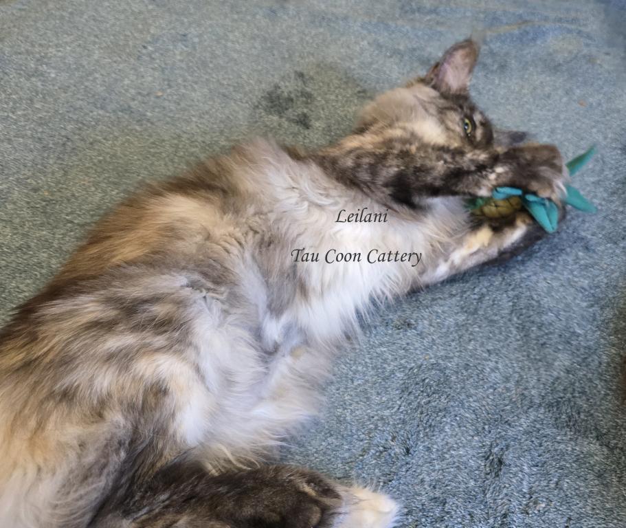 Leilani Black Smoke Tortie photo 30