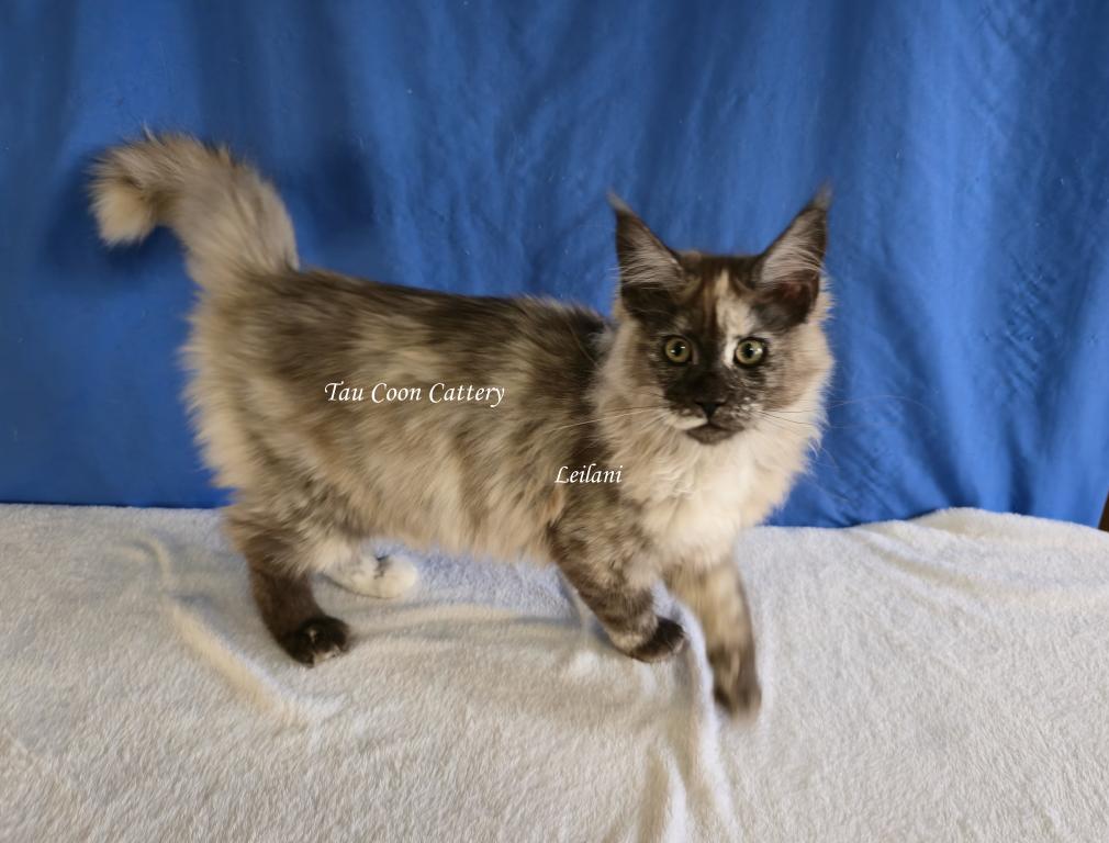 Leilani Black Smoke Tortie photo 49
