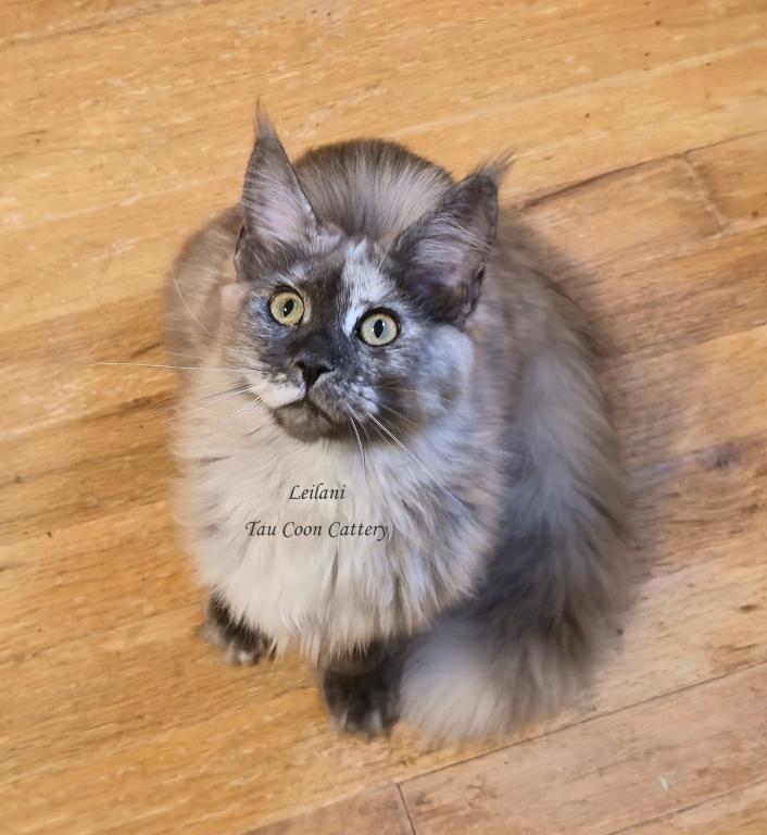 Leilani Black Smoke Tortie photo 35