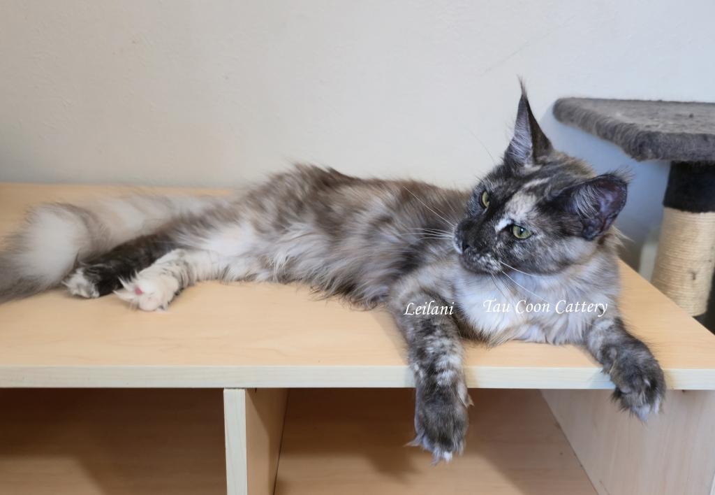 Leilani Black Smoke Tortie photo 42