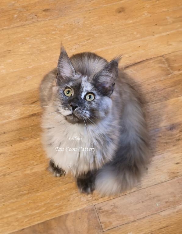 Leilani Black Smoke Tortie photo 34