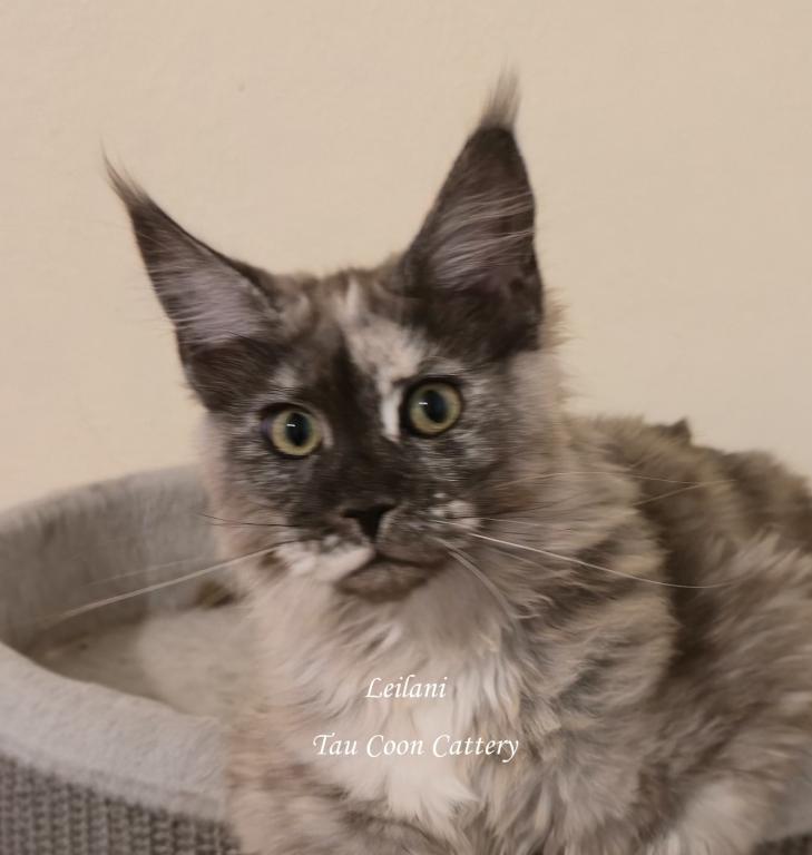 Leilani Black Smoke Tortie photo 29