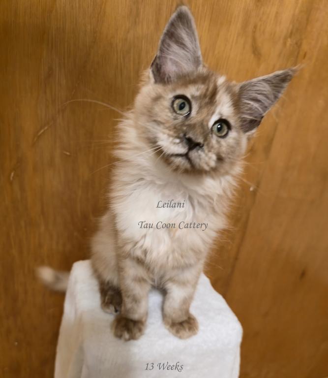Leilani Black Smoke Tortie photo 74