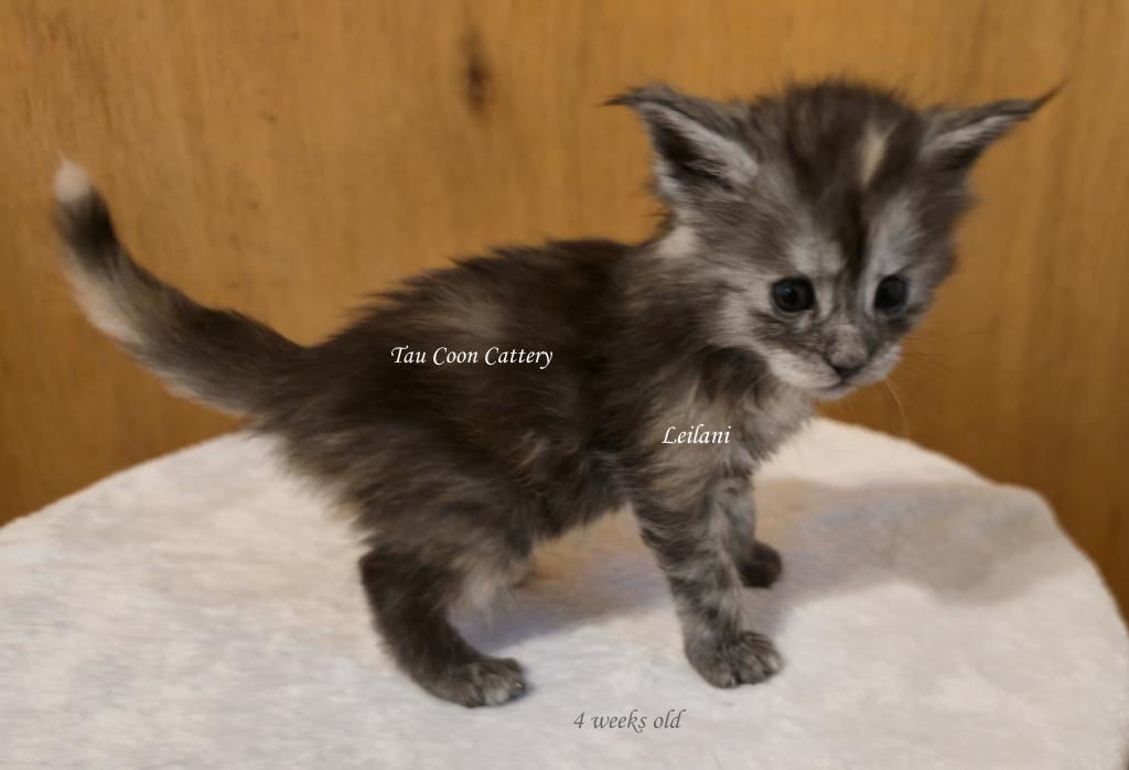 Leilani Black Smoke Tortie photo 4