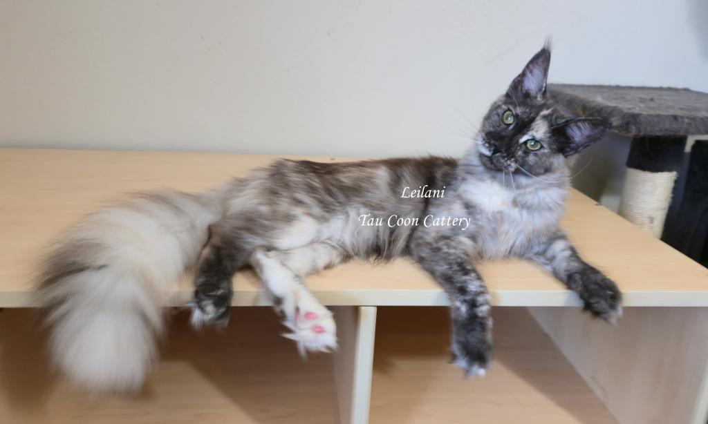 Leilani Black Smoke Tortie photo 36