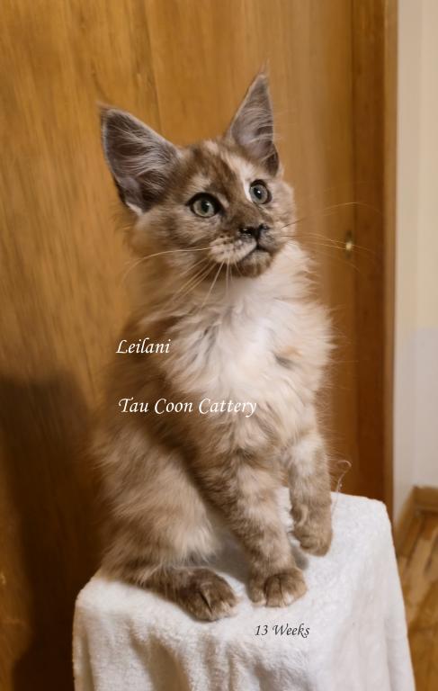 Leilani Black Smoke Tortie photo 72