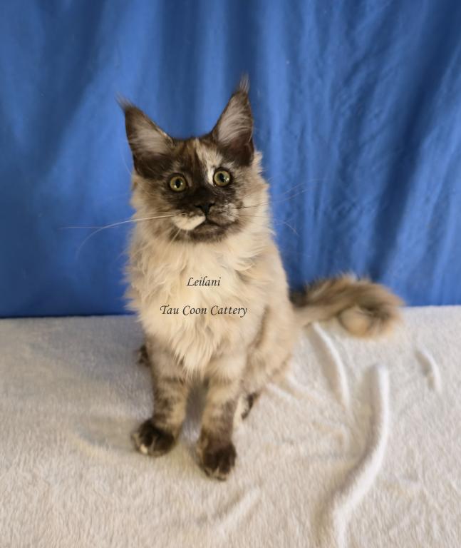 Leilani Black Smoke Tortie photo 48