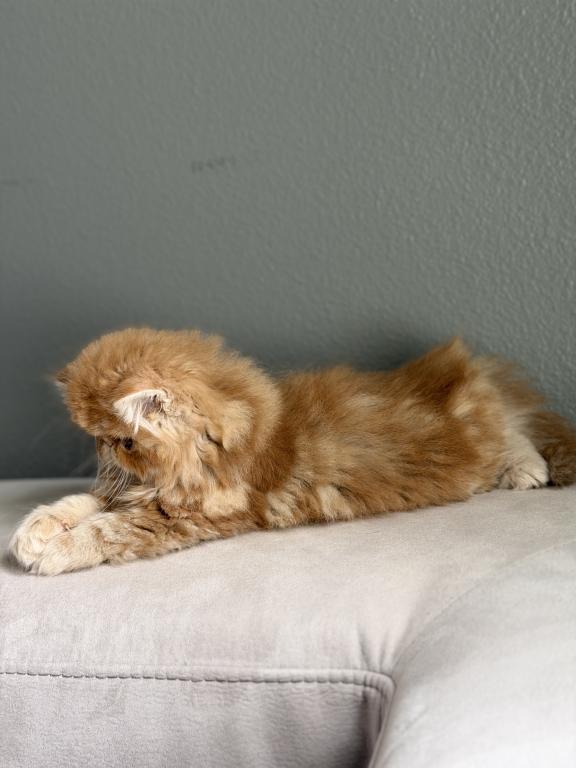 Romeo photo 2
