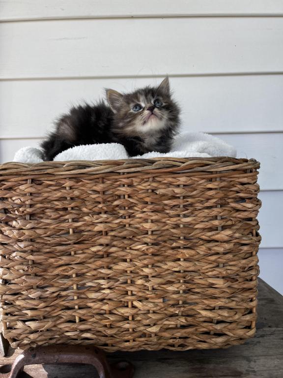 Mitzi photo 4