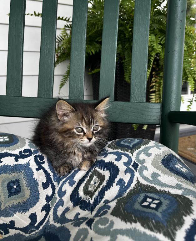Mitzi photo 3