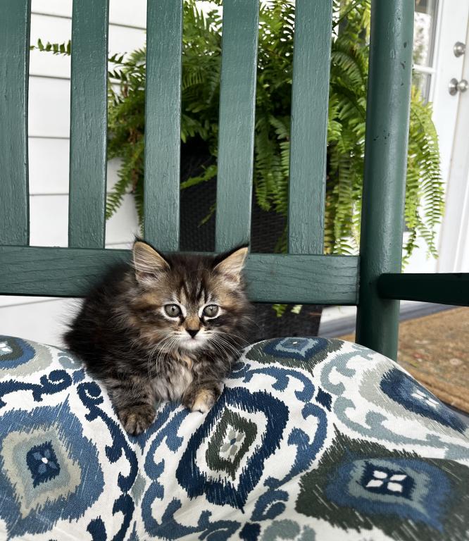 Mitzi photo 2