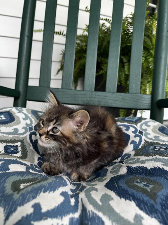 Mitzi photo 5