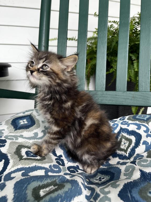 Mitzi