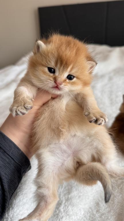 Kittens Reservation Available photo 10