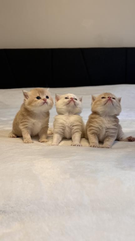 Kittens Reservation Available