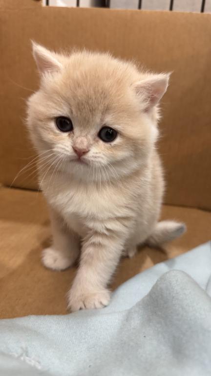 Kittens Reservation Available photo 14