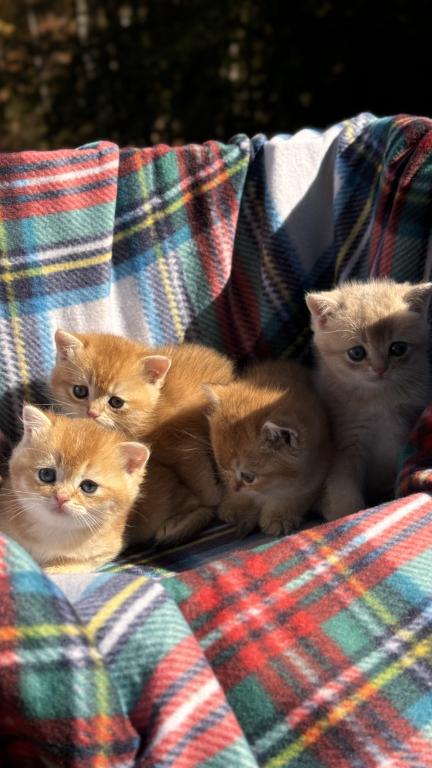 Kittens Reservation Available photo 15