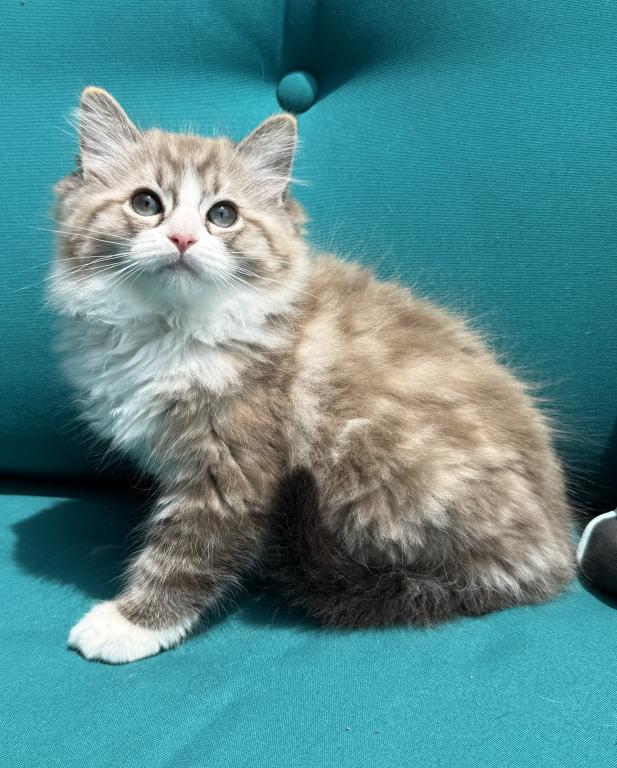 SIMON Seal Lynx Mink Bicolor Cherubim Ragdoll