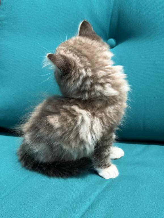 SIMON Seal Lynx Mink Bicolor Cherubim Ragdoll photo 2