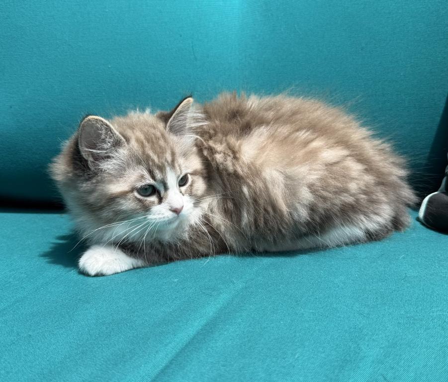 SIMON Seal Lynx Mink Bicolor Cherubim Ragdoll photo 3