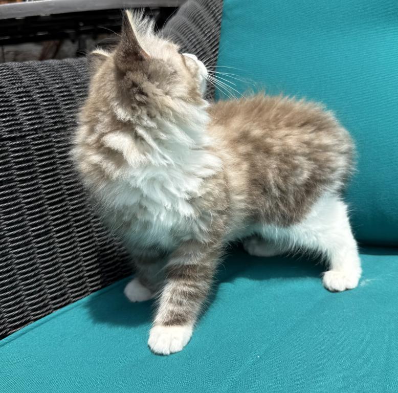 SIMON Seal Lynx Mink Bicolor Cherubim Ragdoll photo 6
