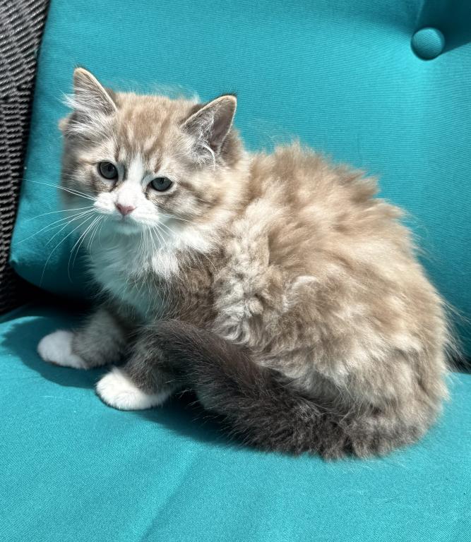 SIMON Seal Lynx Mink Bicolor Cherubim Ragdoll photo 5