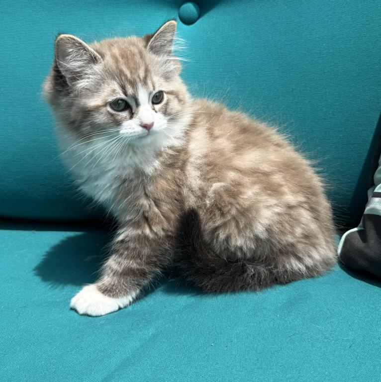 SIMON Seal Lynx Mink Bicolor Cherubim Ragdoll photo 4