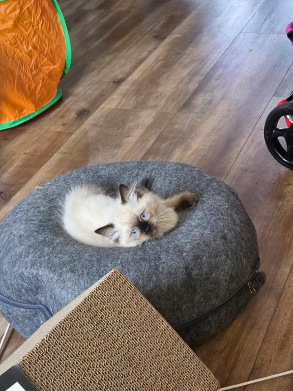 Christmas Kittens photo 5