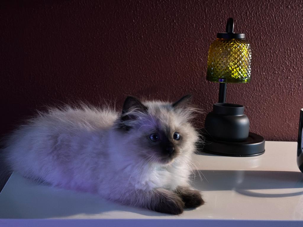 Christmas Kittens photo 2