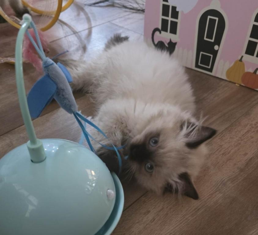 Christmas Kittens photo 6