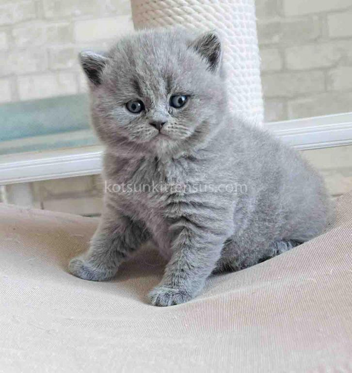 Chunky British Shorthair Boy Blue Solid Color photo 5