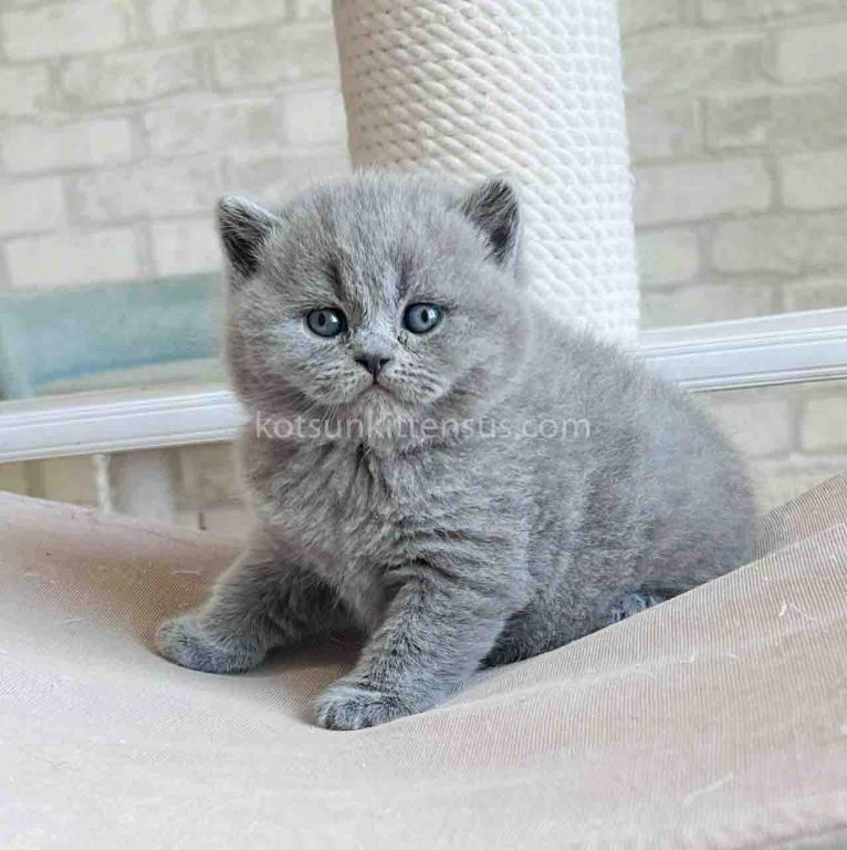 Chunky British Shorthair Boy Blue Solid Color photo 7