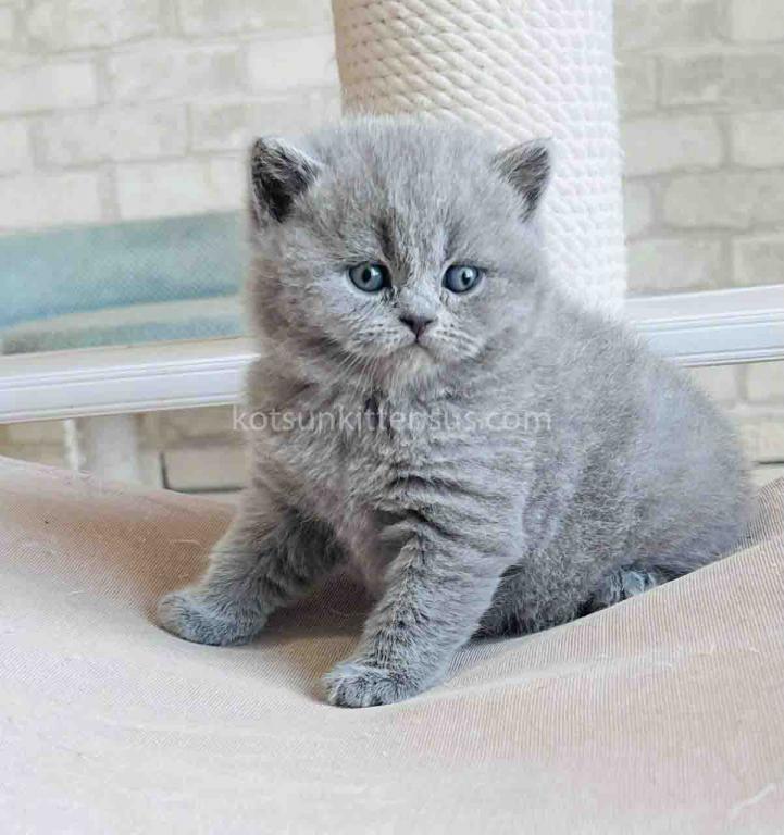 Chunky British Shorthair Boy Blue Solid Color photo 2