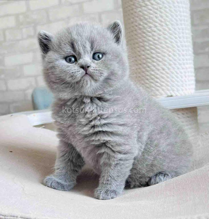 Chunky British Shorthair Boy Blue Solid Color photo 12