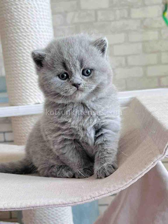 Chunky British Shorthair Boy Blue Solid Color photo 11
