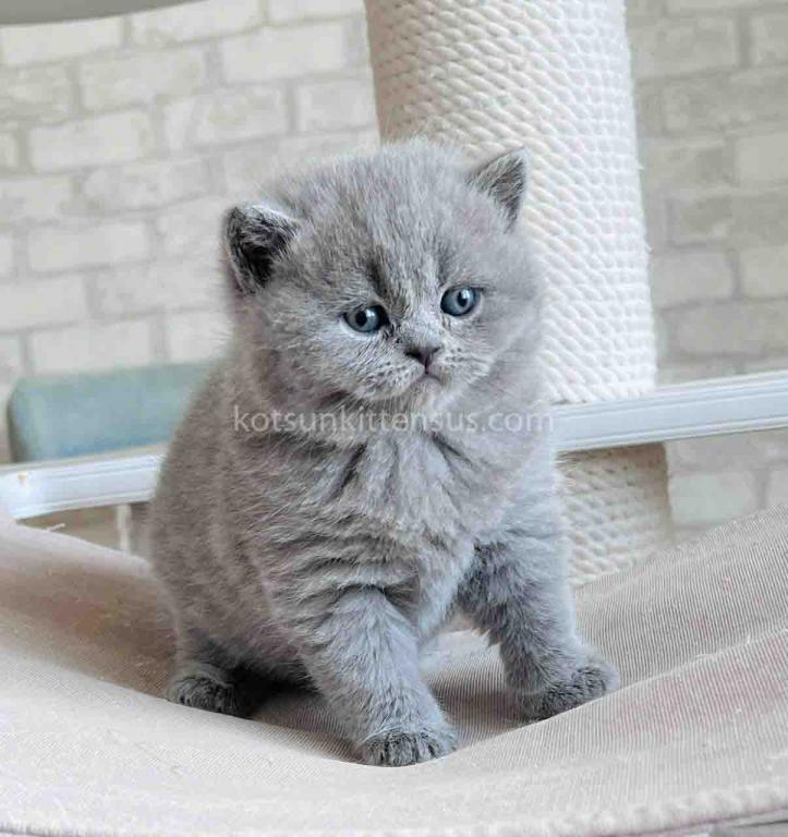 Chunky British Shorthair Boy Blue Solid Color