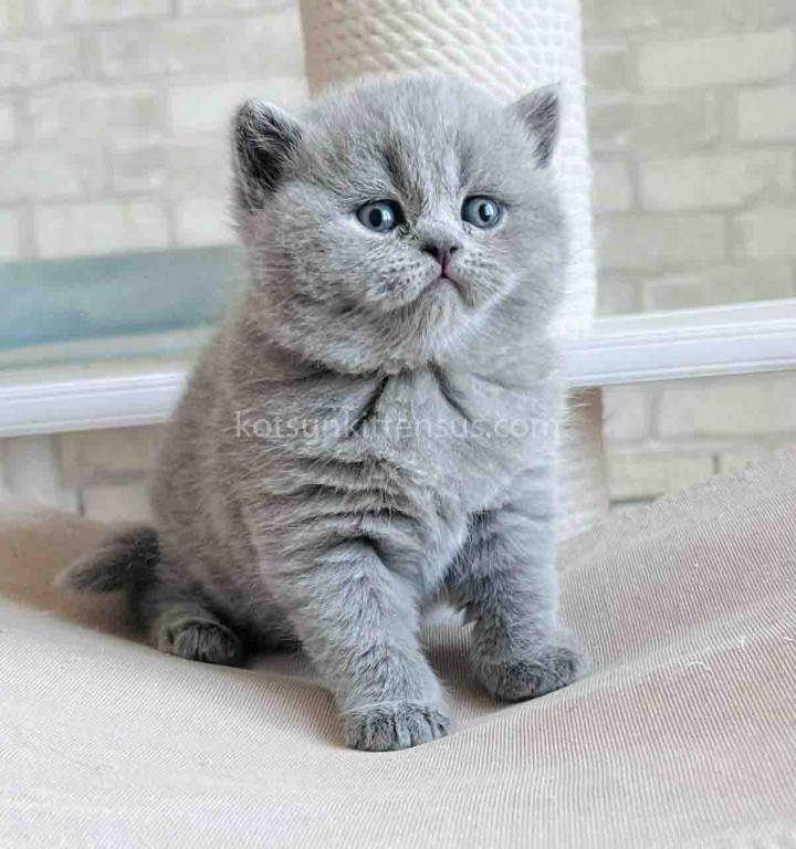 Chunky British Shorthair Boy Blue Solid Color photo 9
