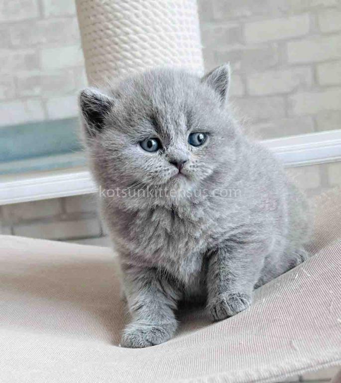 Chunky British Shorthair Boy Blue Solid Color photo 3