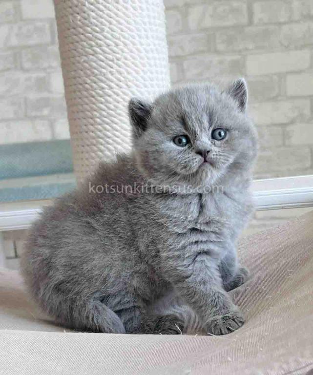 Chunky British Shorthair Boy Blue Solid Color photo 4